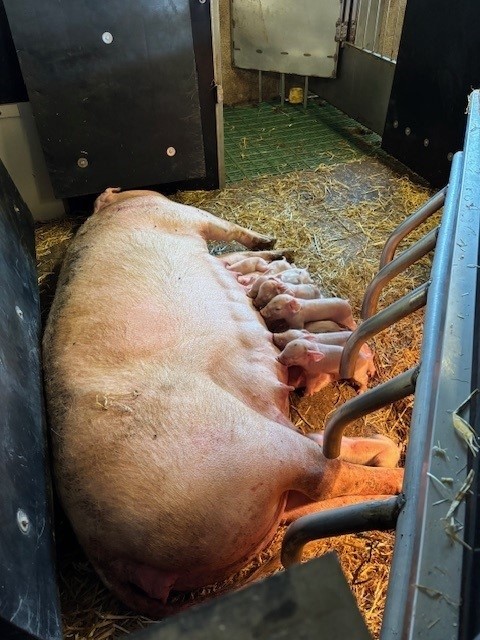 Sow lying in a pen with piglets suckling.